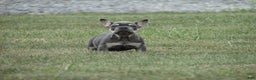 French Bulldog dogs for sale: Janice - Ad 7