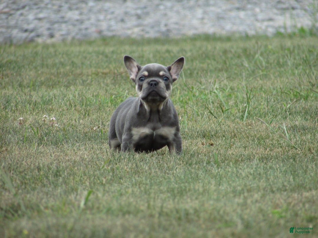 French Bulldog dogs for sale: Janice - Ad 7