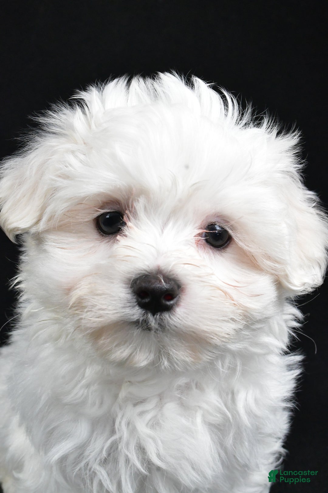 Maltese dogs for sale: Jordan - Ad 7