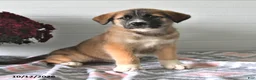 Mixed Breed dogs for sale: Sally - Ad 1