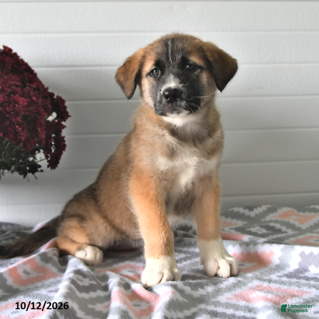 Mixed Breed dogs for sale: Sally - Ad 1