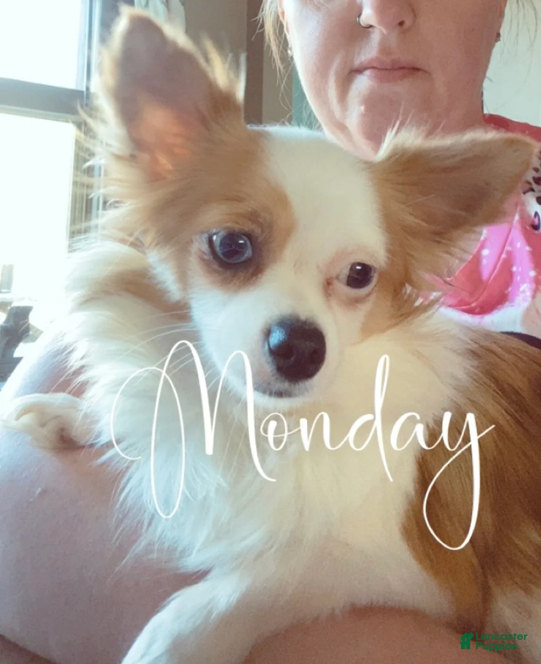 Chihuahua dogs for sale: Chihuahua Puppy 2 - Ad 5