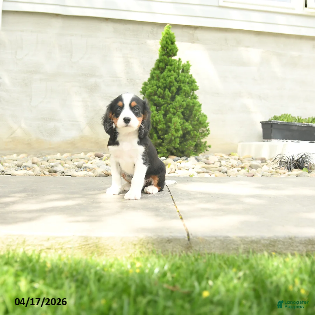 Miniature Bernese Mountain Dog dogs for sale: Francis - Ad 1