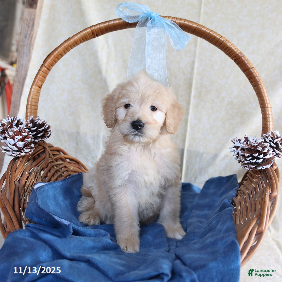 Goldendoodle dogs for sale: Beauty - Ad 5