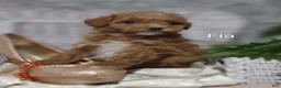 Shihpoo dogs for sale: Fia- on hold - Ad 7
