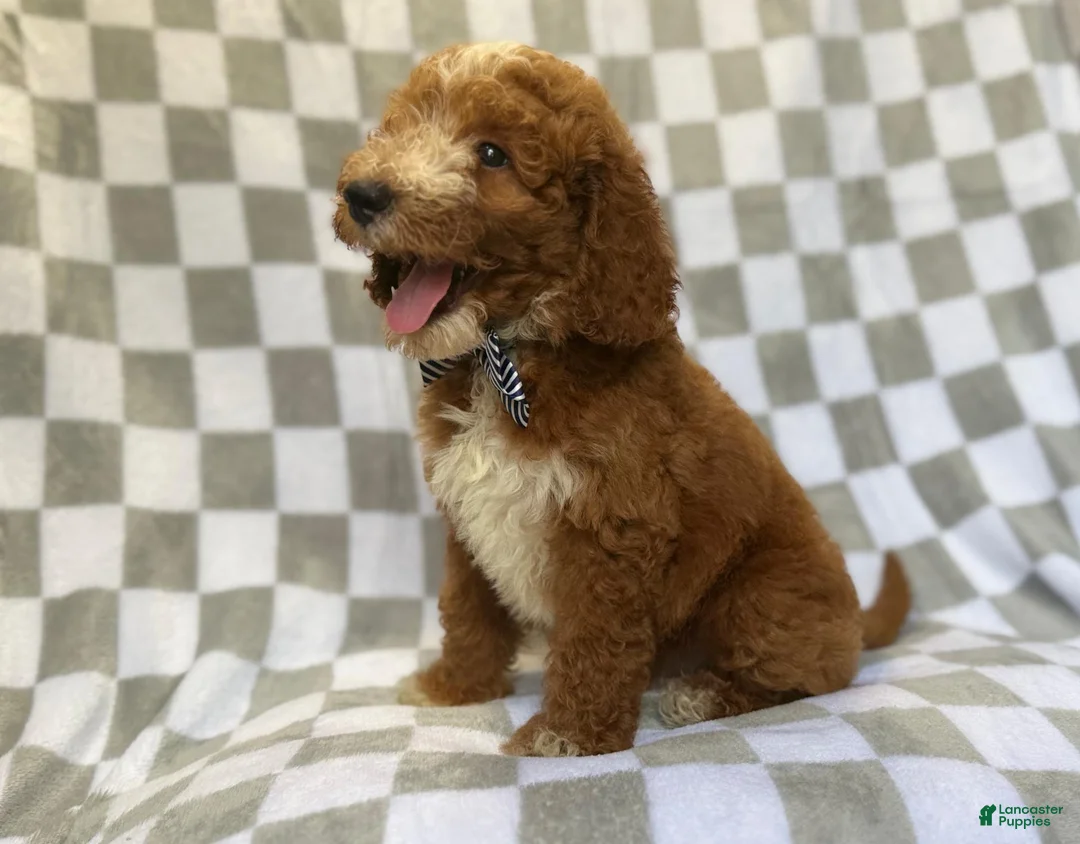 Mini Goldendoodle dogs for sale: Cosmo - Ad 8