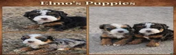 Mini Bernedoodle dogs for stud: Elmo - Mini Bernedoodle - Ad 6