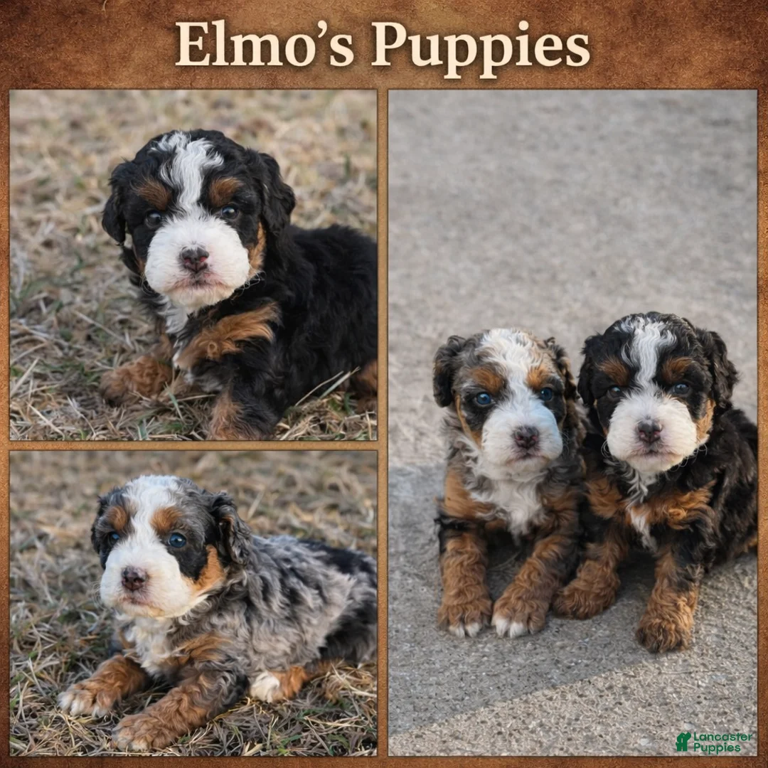 Mini Bernedoodle dogs for stud: Elmo - Mini Bernedoodle - Ad 6