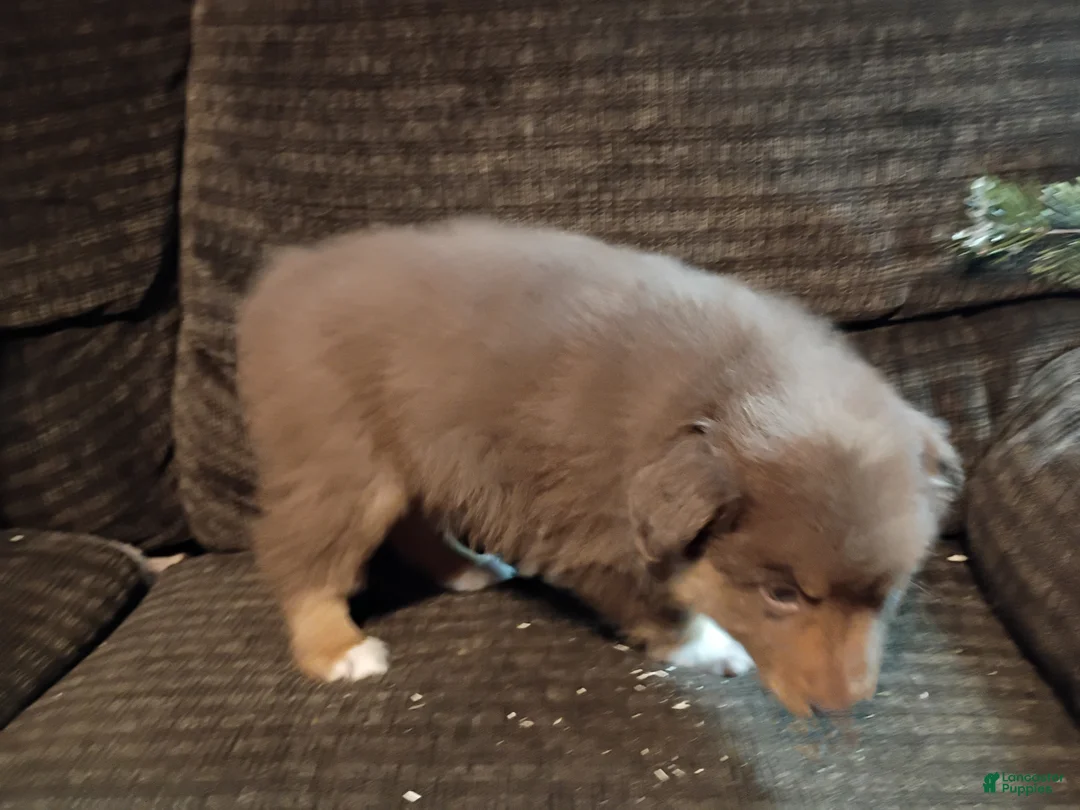 Australian Shepherd dogs for sale: Buster - Ad 4