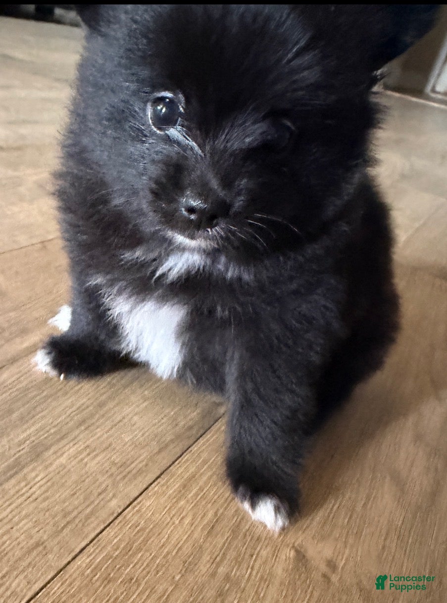 Pomeranian dogs Lilla - Ad 8