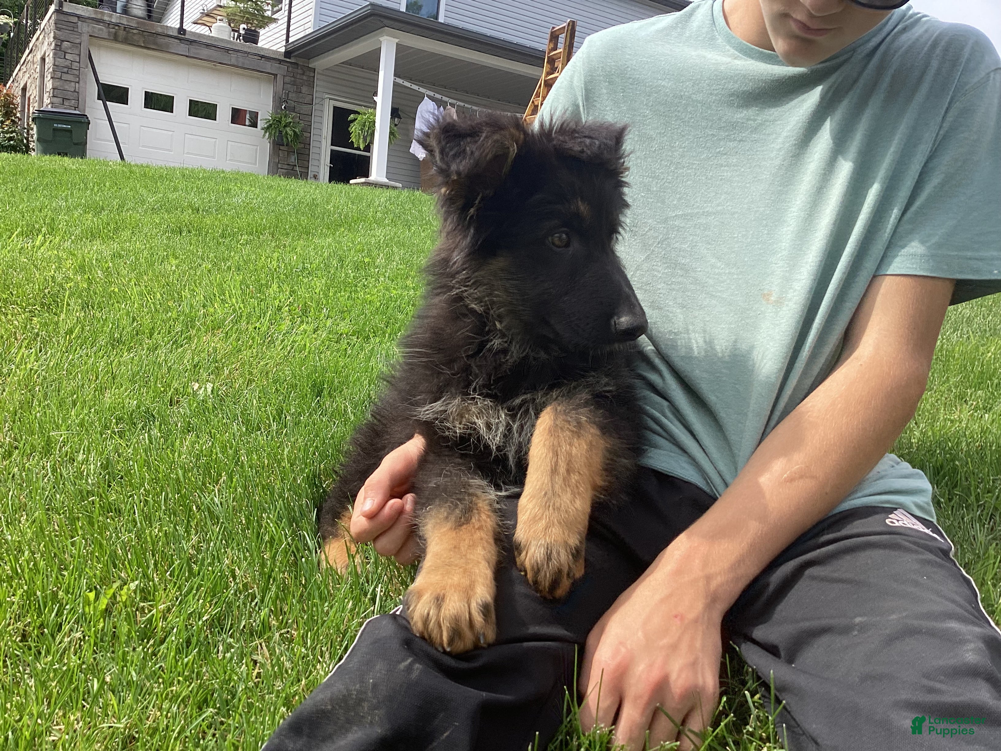 German Shepherd dogs Dominic  - Ad 2