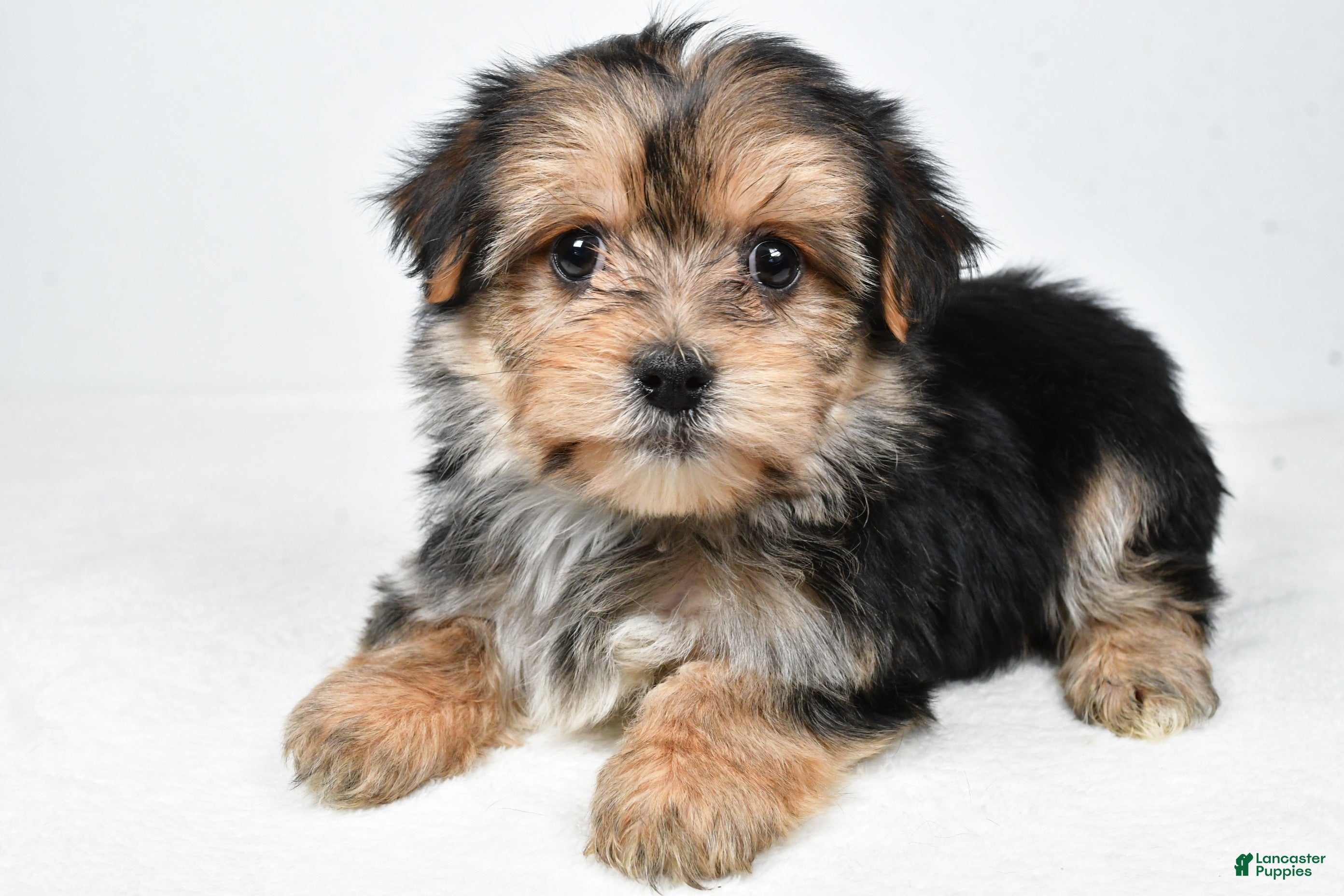 Morkie dogs Roxy - Ad 23