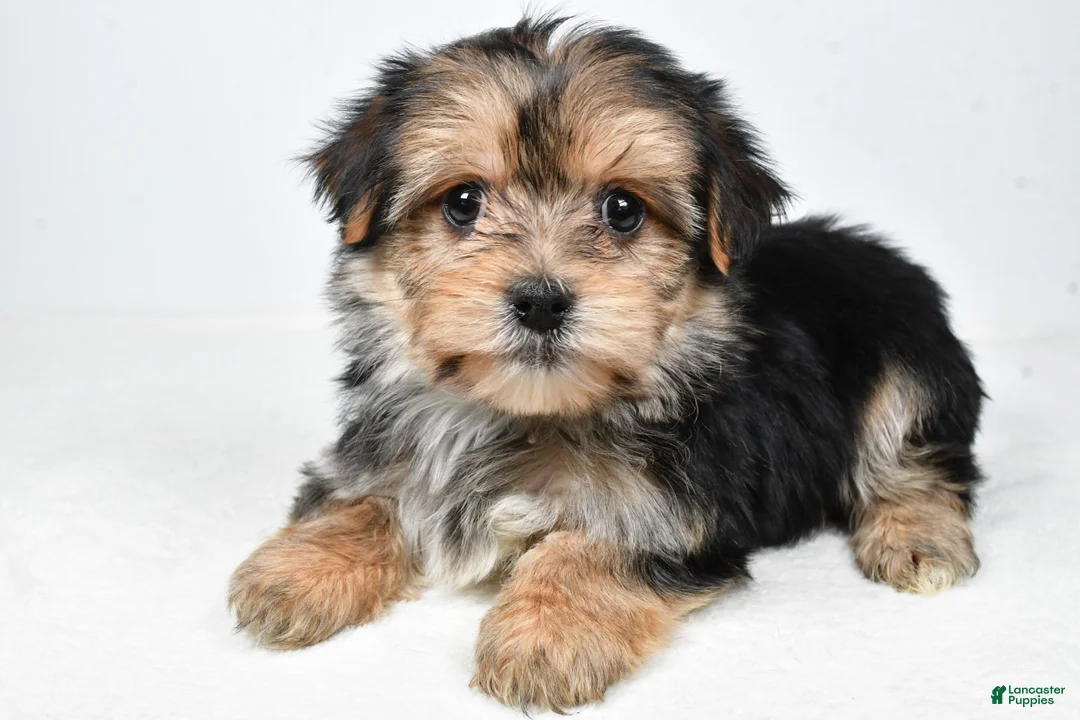 Morkie dogs for sale: Roxy - Ad 1