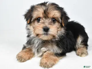 Morkie dogs Roxy - Ad 23