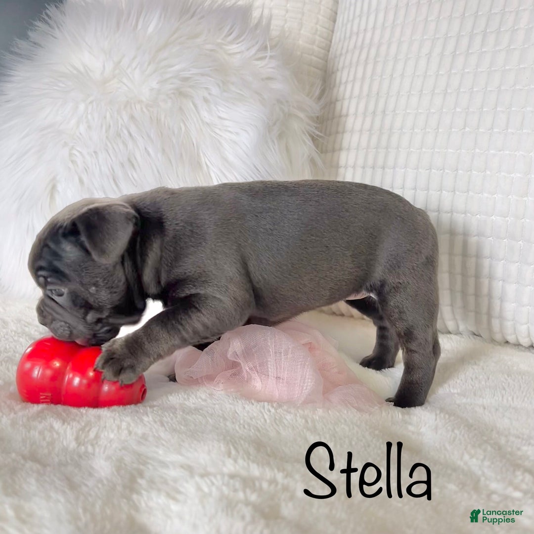 Mixed Breed dogs for sale: Stella - Ad 7