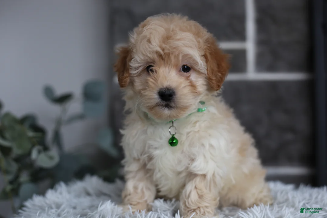 Maltipoo dogs for sale: Reese - Ad 8