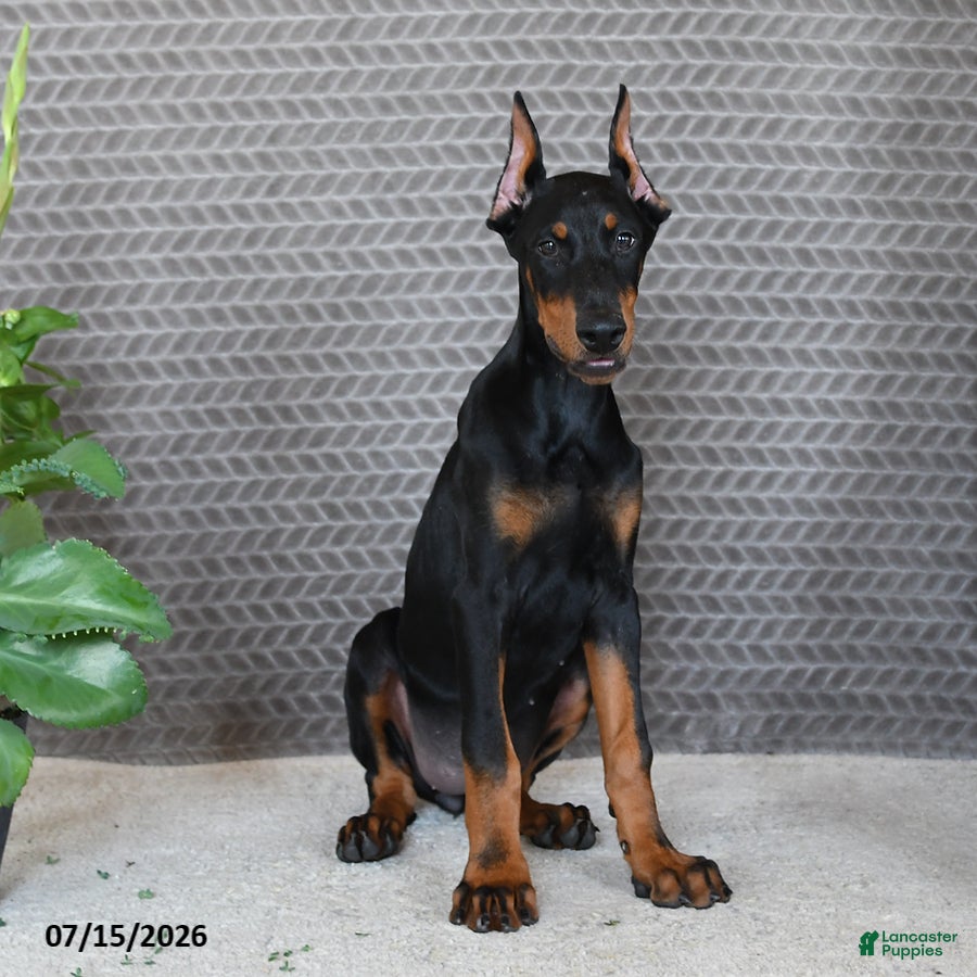 Doberman Pinscher dogs Diana - Ad 1