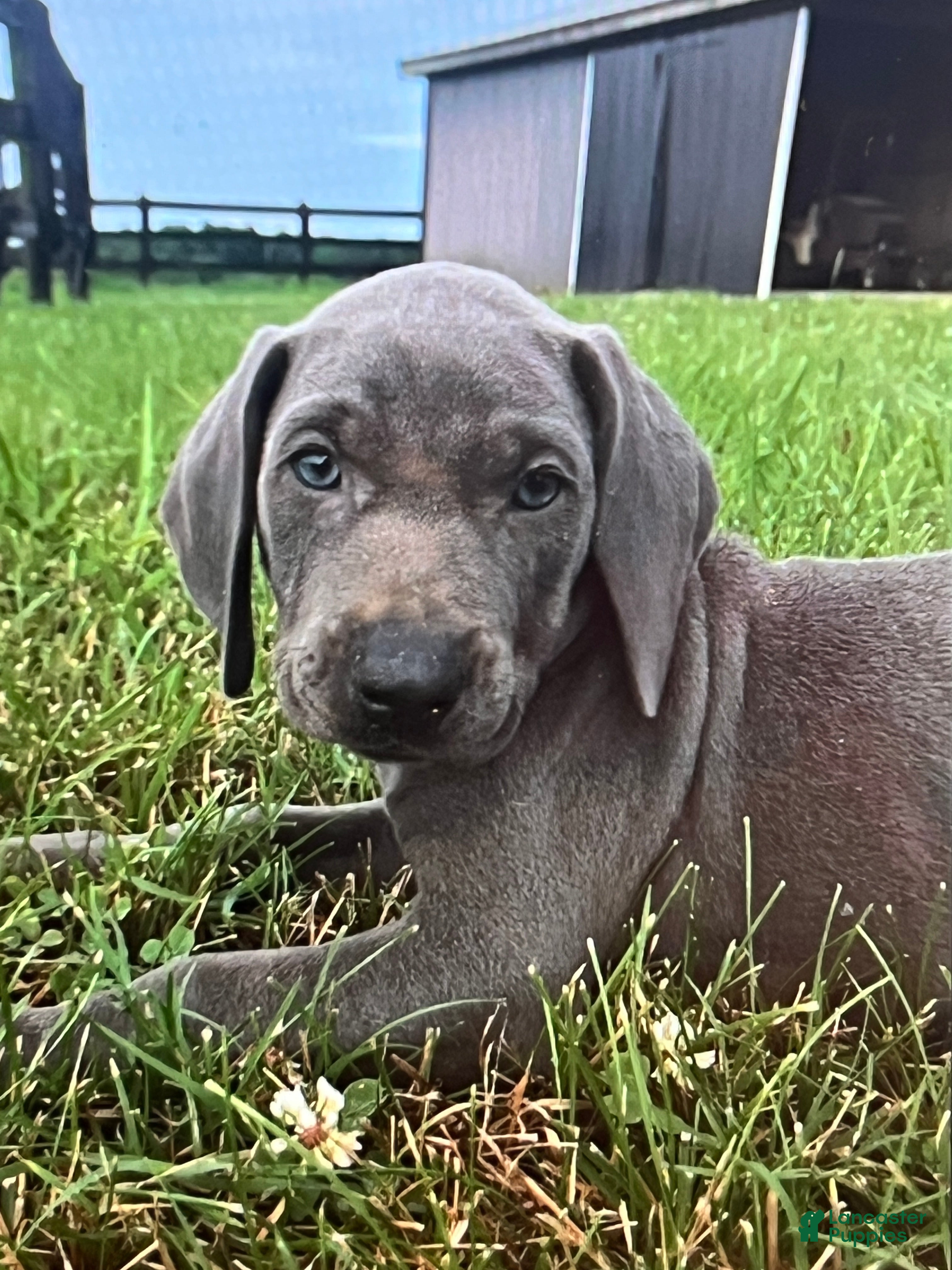 Weimaraner dogs Girl 1 - Ad 1
