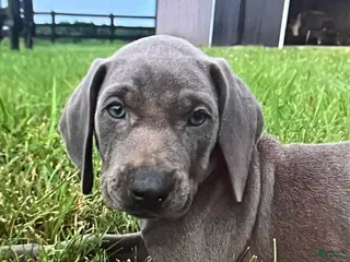 Weimaraner dogs Girl 1 - Ad 1