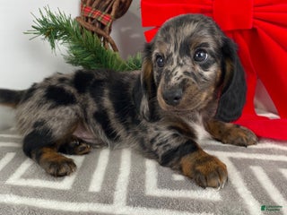 Miniature Dachshund dogs Max - Ad 32