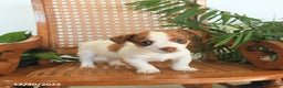 Jack Russell Terrier dogs for sale: River - Ad 2