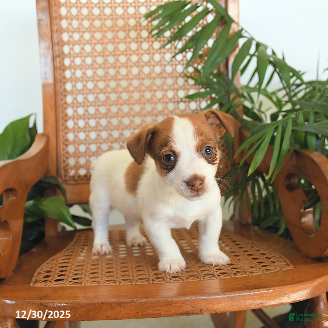 Jack Russell Terrier dogs for sale: River - Ad 2