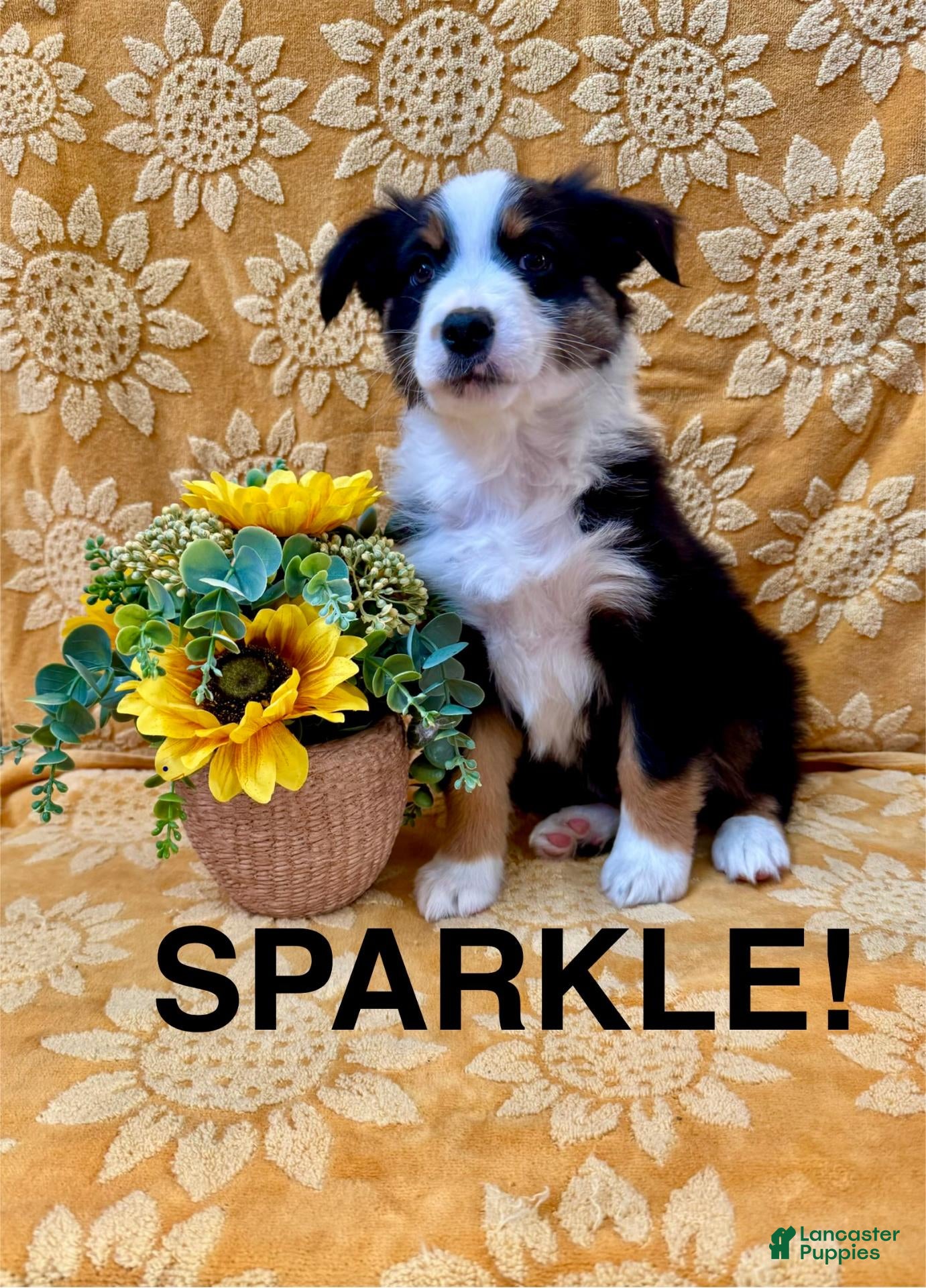 Miniature Australian Shepherd dogs Miniature Australian Shepherd 5 - Ad 1
