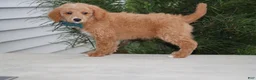Mini Goldendoodle dogs for sale: Roscoe - Ad 3