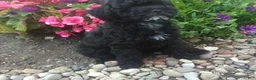Miniature Poodle dogs for sale: Coco - Ad 3