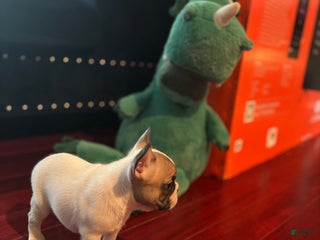 French Bulldog dogs - Ad 33