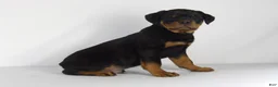Rottweiler dogs for sale: Rottweiler Puppy 3 - Ad 7
