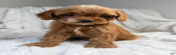 Cavapoo dogs for sale: Apollo - Ad 7
