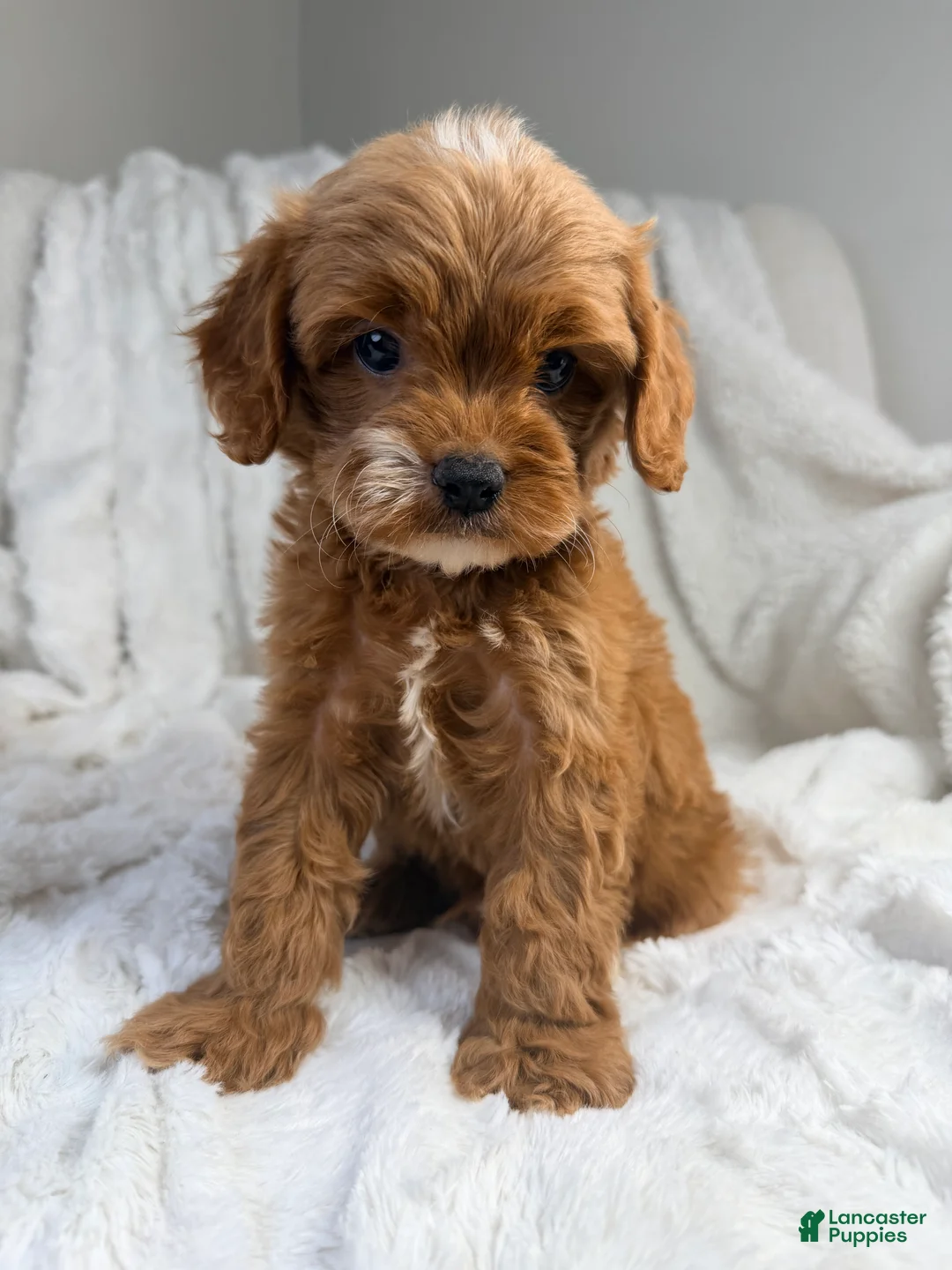 Cavapoo dogs for sale: Apollo - Ad 7