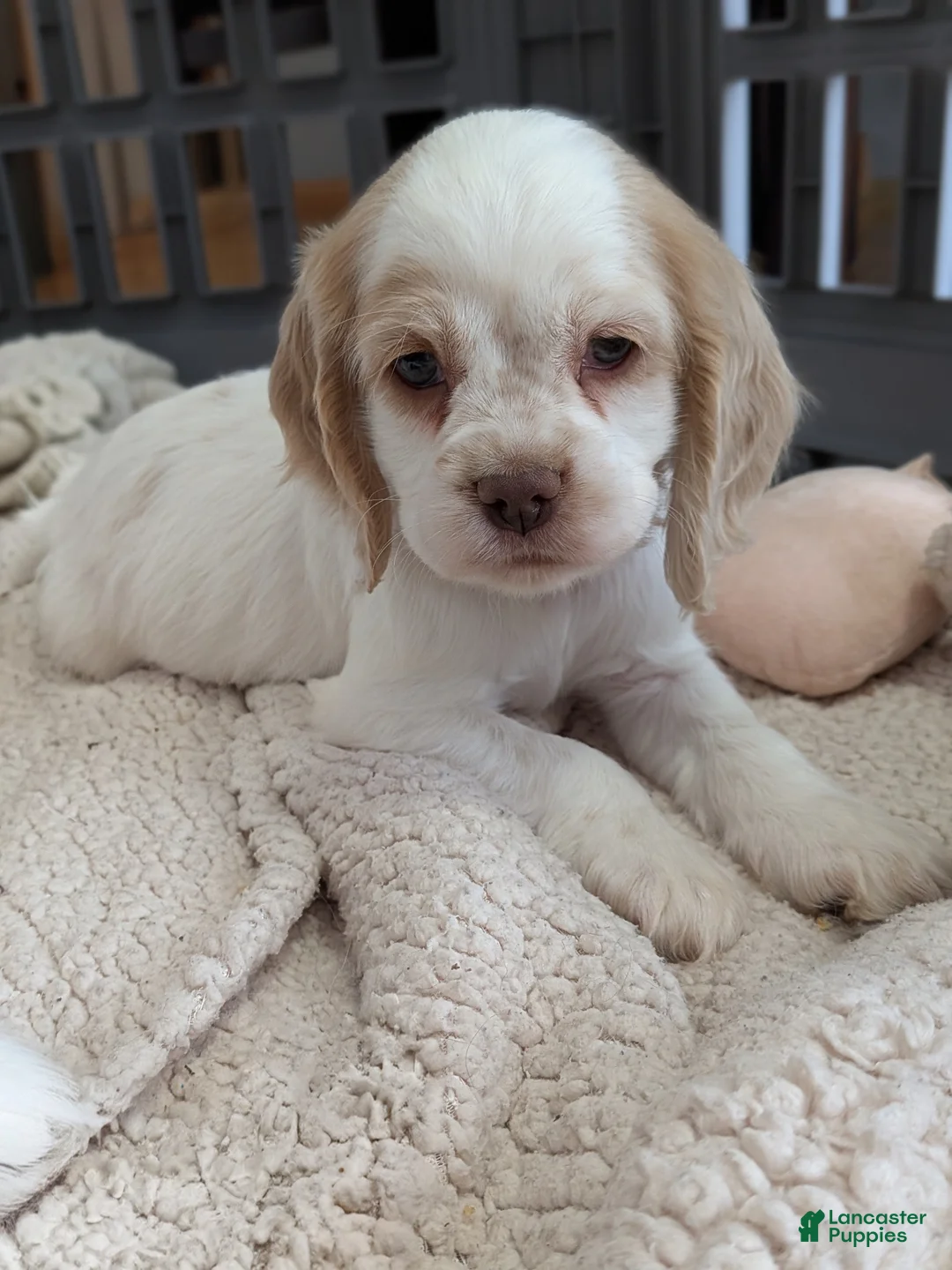 Cocker Spaniel dogs for sale: Zoey - Ad 4