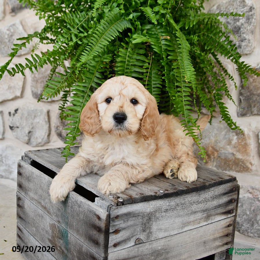 Mini Goldendoodle dogs Captian - Ad 2