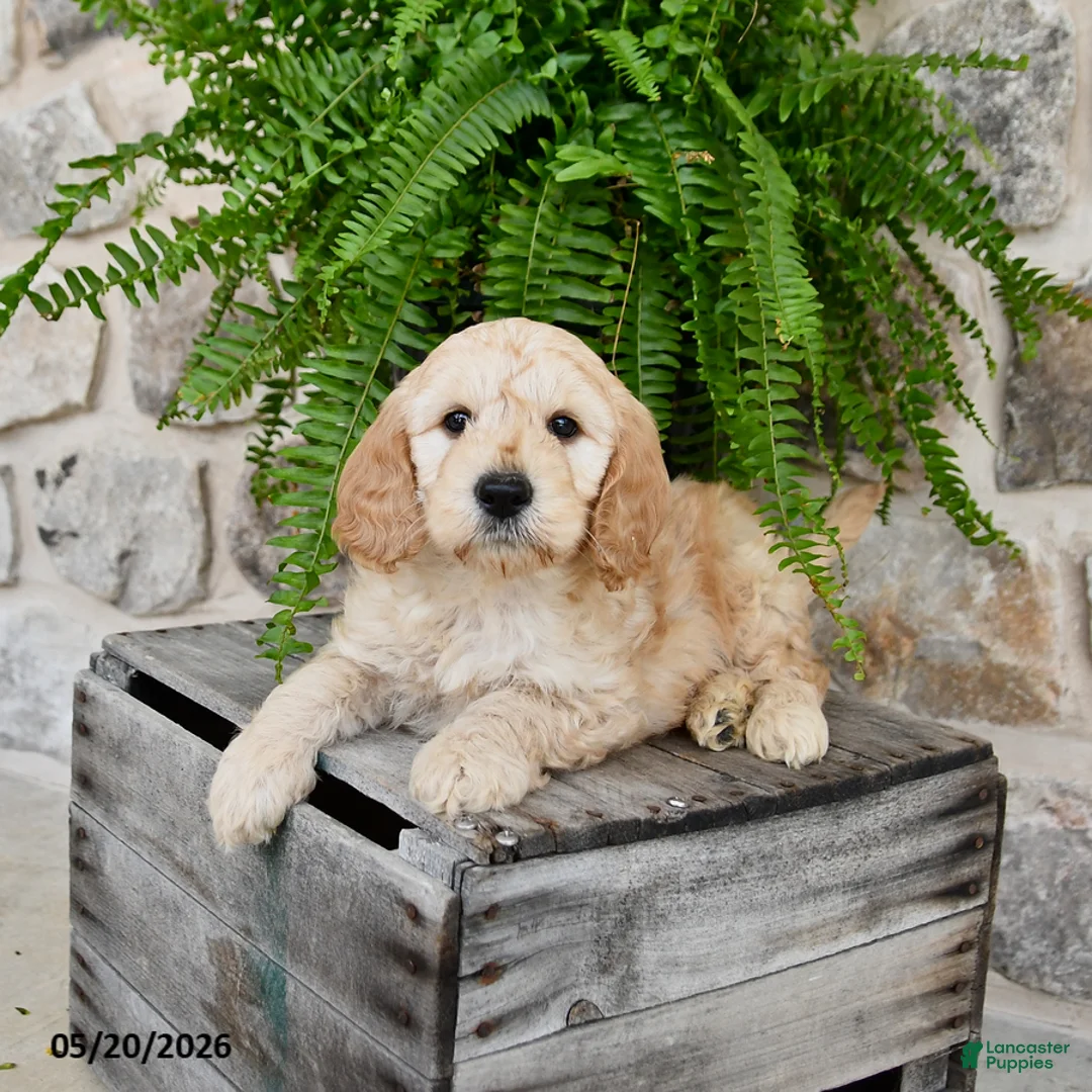Mini Goldendoodle dogs for sale: Captian - Ad 2