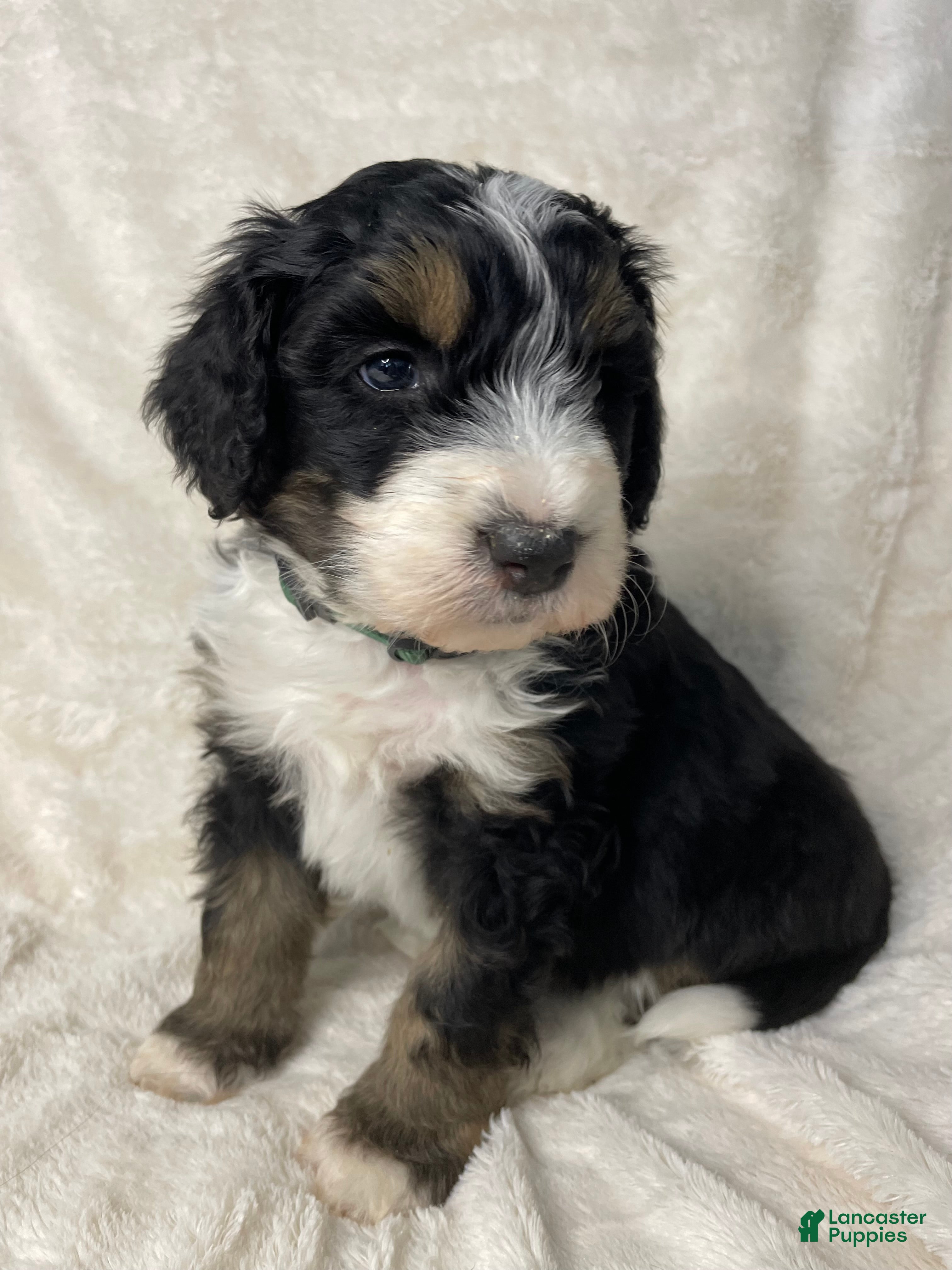Bernedoodle dogs for sale: Bruno - Ad 1