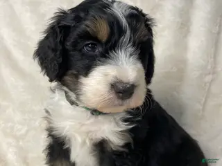 Bernedoodle dogs for sale: Bruno - Ad 1