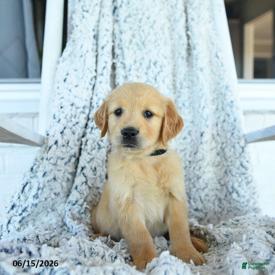 Golden Retriever dogs Grace - Ad 2
