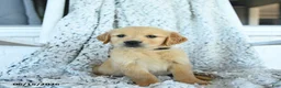 Golden Retriever dogs for sale: Grace - Ad 2