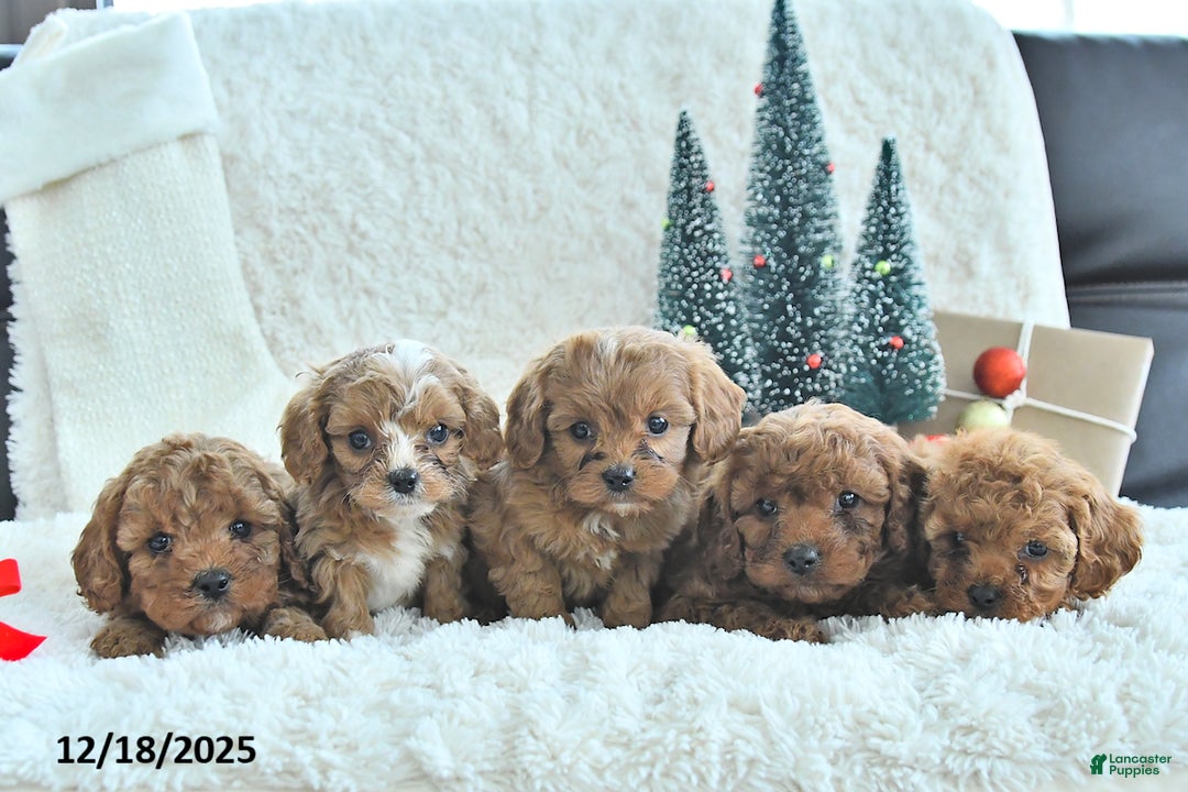 Cavapoo dogs for sale: Tinsel - Ad 5