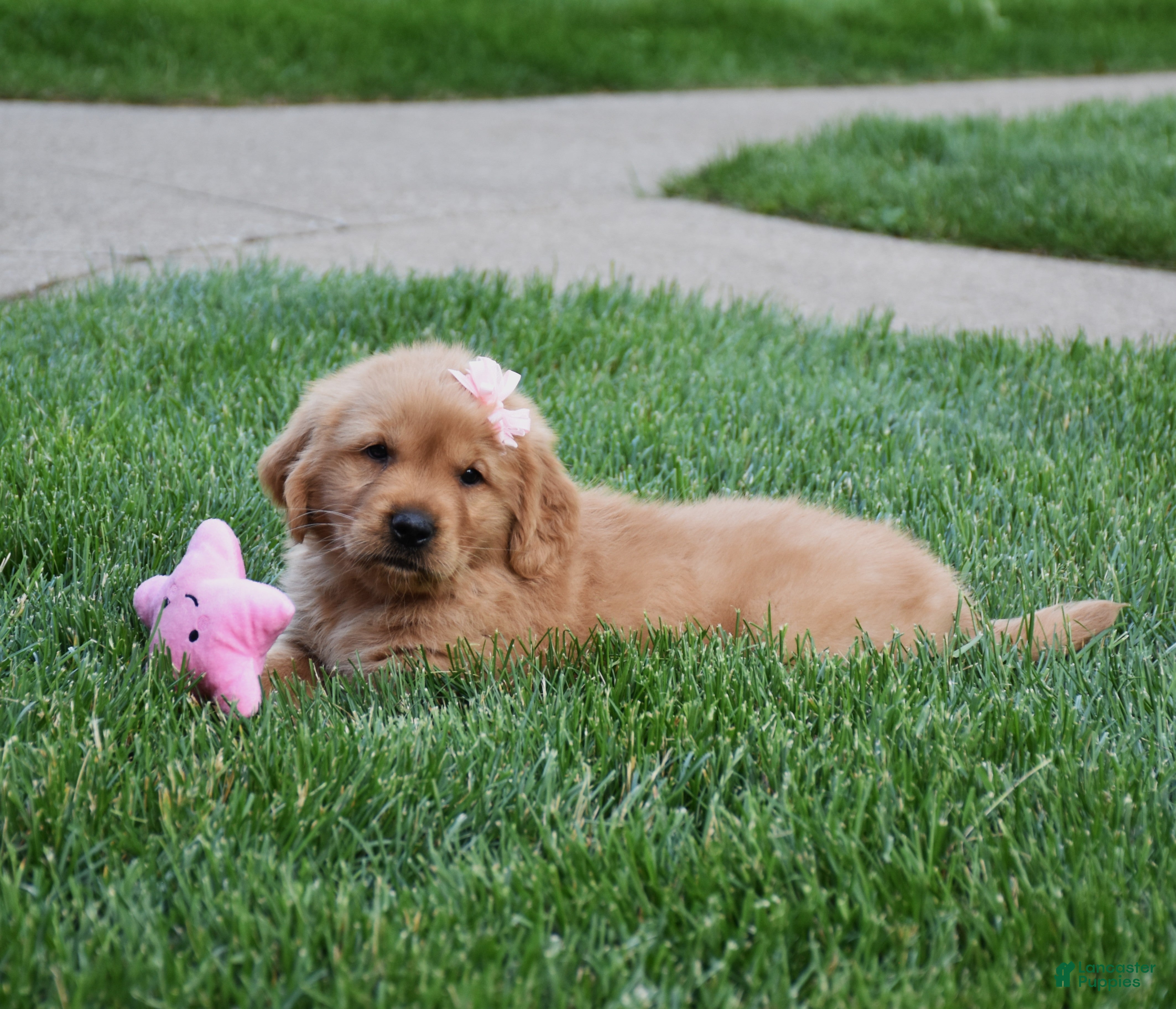 Golden Retriever dogs Adayah - Ad 2
