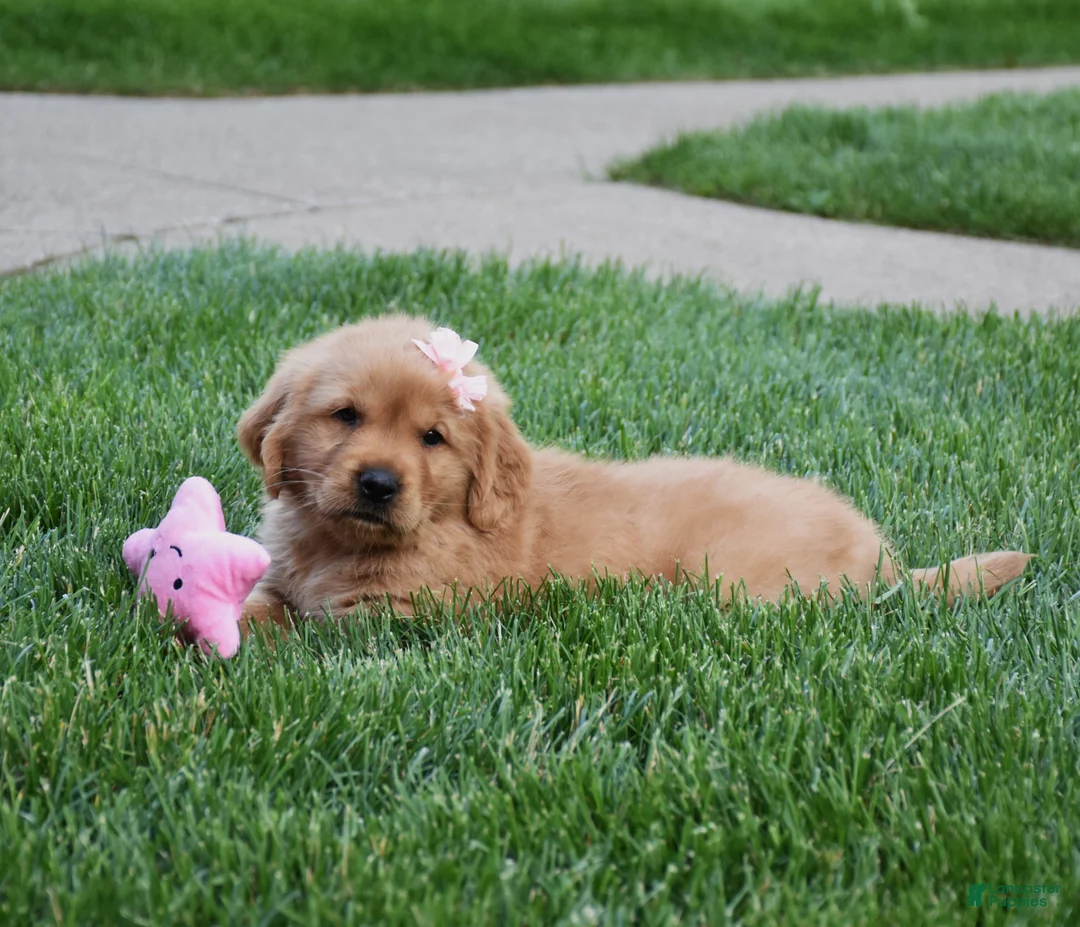 Golden Retriever dogs for sale: Adayah - Ad 2