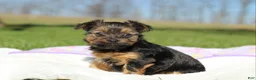Yorkshire Terrier dogs for sale: Raven - Ad 12