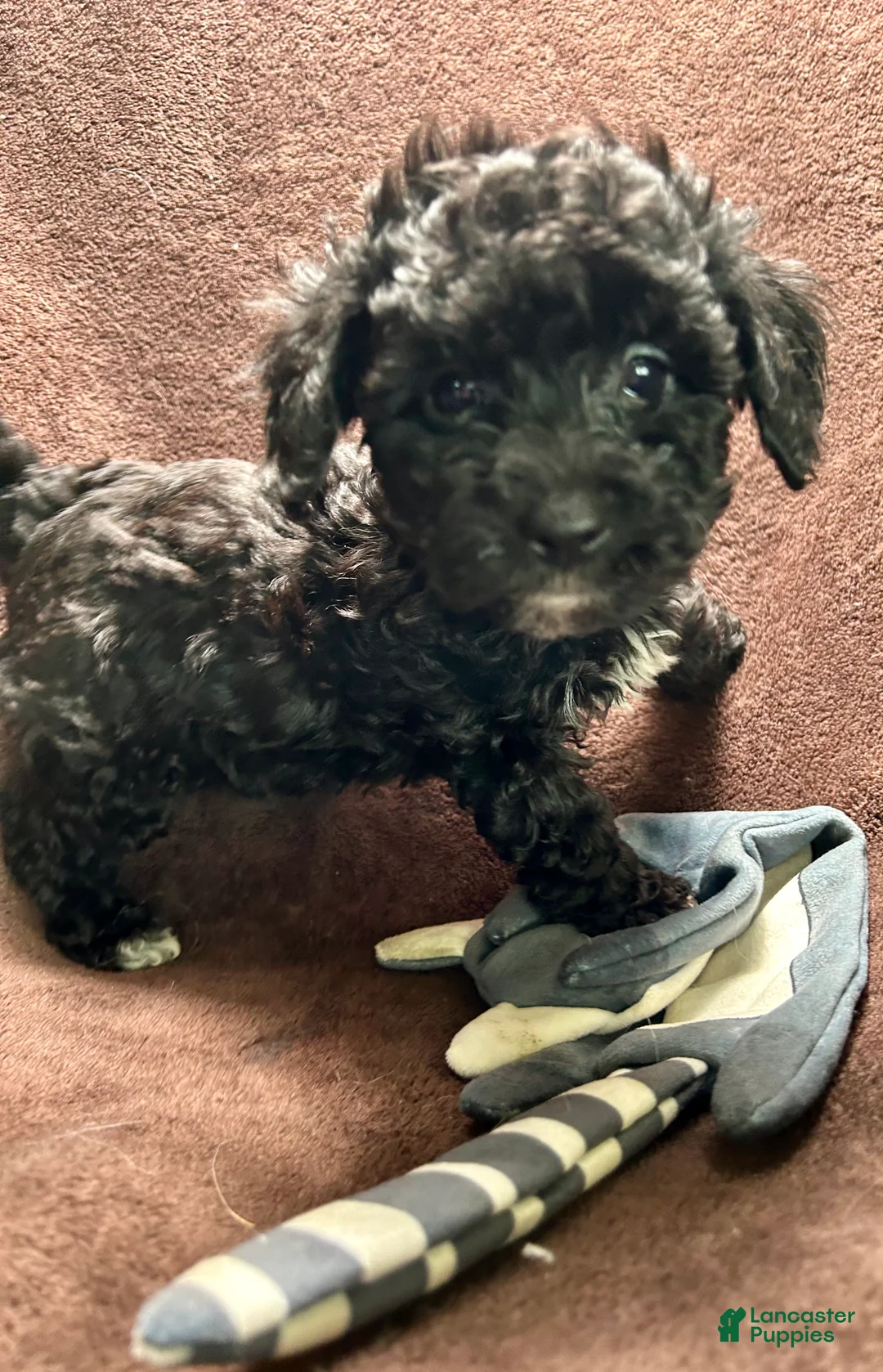 Cavapoo dogs for sale: Cavapoo 2 - Ad 2