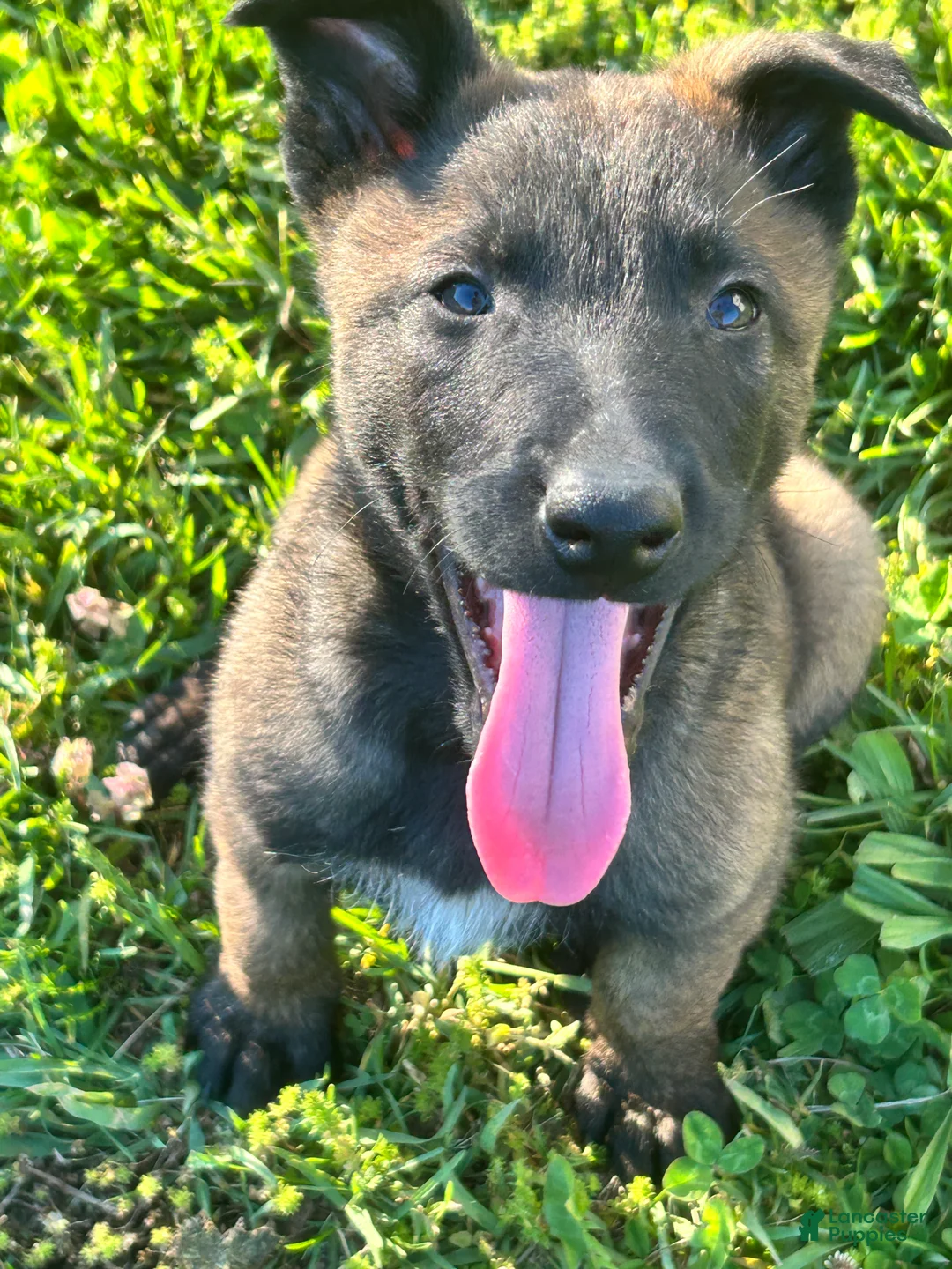 Belgian Malinois dogs for sale: Benjamin - Ad 1