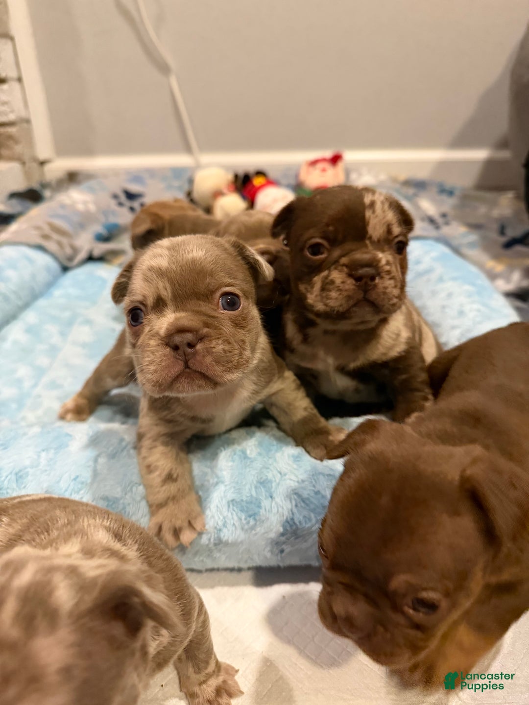 French Bulldog dogs for sale: Patch - Ad 4