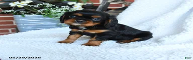 Dexter