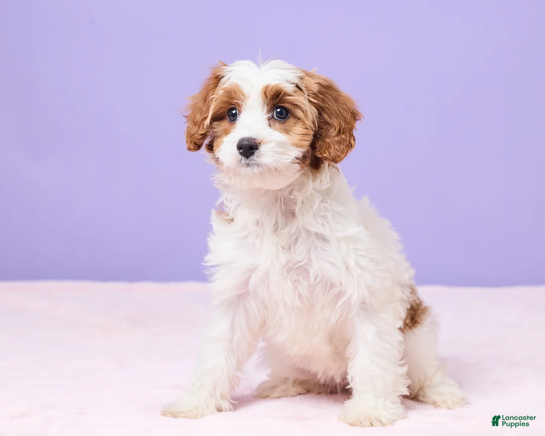 Cavapoo dogs for sale: Clementine - Ad 2