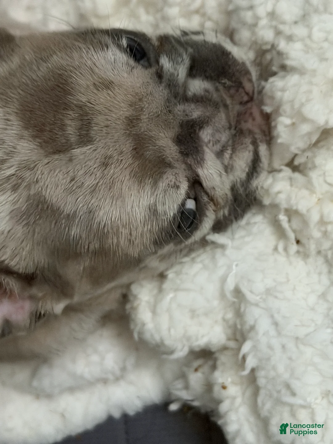 French Bulldog dogs for sale: French Bulldog Puppy 2 - Ad 4